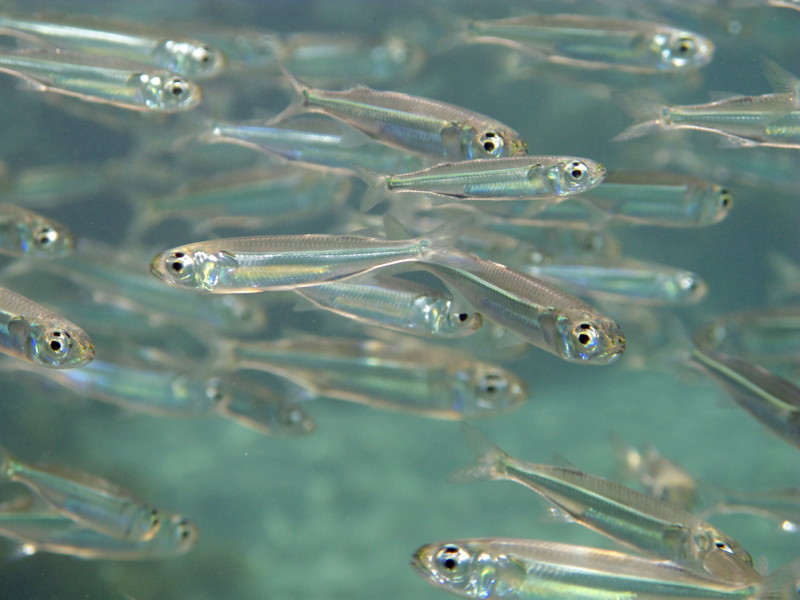 Lessepsian migrants into the Mediterranean Sea from Cyprus